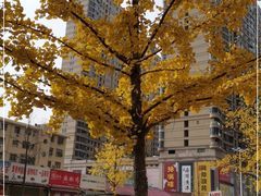 -曼哈顿商业广场(升龙广场店)