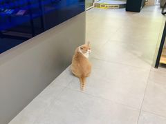 -伟伟宠物医院·CT影像中心·瑞派犬猫综合性门诊(汉口总院)