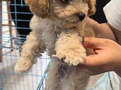 -萌宠之家·腊肠犬·马尔泰·小体犬舍