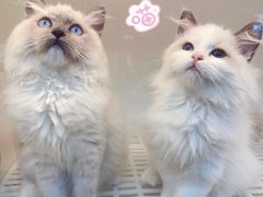 -lincat·猫舍(广州店)
