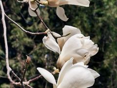 -大觉寺-停车场