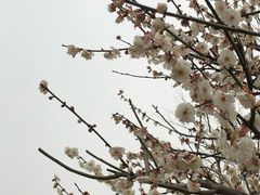 -香雪海