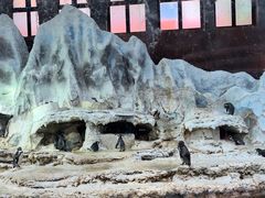 -帝企鹅自助餐厅•儿童岛•真企鹅(长隆企鹅酒店)