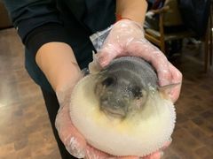 -肆月河豚·新淮扬(金融街店)