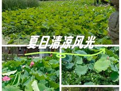 -莲湖公园