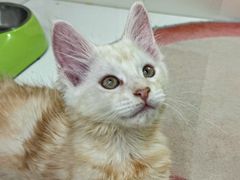 -青奢宠物·青奢猫舍