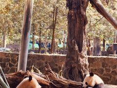 -都江堰中华大熊猫苑