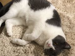 -爱侣宠医·鹦鹉专科·小型哺乳类·异宠专科(灵石路店)