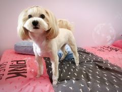 -八公叔叔宠物美容连锁(春申店)