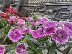 -慢丽江·云南野生菌土鸡锅(西山店)