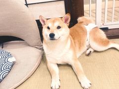 -逗柴咖啡屋·狗咖猫咖宠物桌游