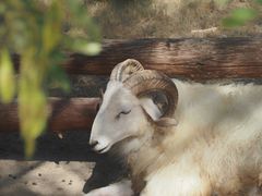 -泉州海丝野生动物世界