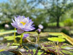 -上海辰山植物园