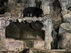 -清迈夜间动物园