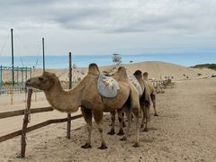 -库伦旗银沙湾旅游景区