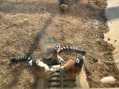 -合肥野生动物园