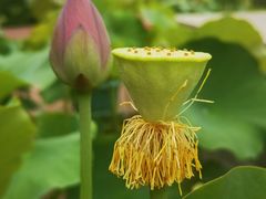 -莲花池公园