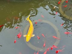 -聚缘堂·海鲜私房菜(松岭路店)
