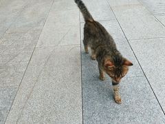 -西安大兴善寺