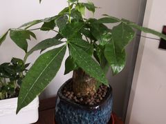 -龙大花卉苗木市场