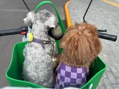 -爪吧宠物乐园 (温榆河示范区店)