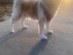 -纳吉亚猫专科动物诊疗中心(蒋宅口分院)