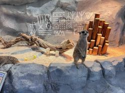 点击看大图 -Zoolung Zoolung动物主题公园(海信广场店)