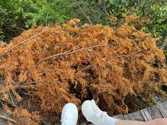 -大罗山风景区