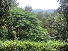 -雁南飞茶田景区