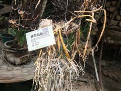 -呀路古热带植物园