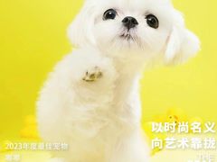 -萌宠之家·腊肠犬·马尔泰·小体犬舍