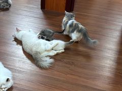 -楼上猫咖(罗湖店)