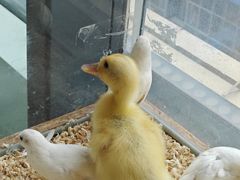 -怪兽屋·羊驼·猫咖·狗咖(俊华广场店)