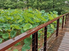 -沐仙湖湿地公园