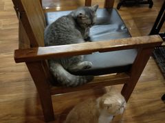 -喵园·猫主题咖啡厅·撸猫·猫咖(国贸店)