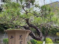 -碧江金楼