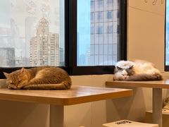 -有喵·猫咖·狗咖·40+猫狗有小奶狗(岗厦店)