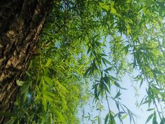 -两河城市森林公园