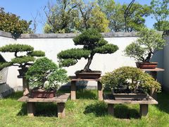 -扬州大运河文化旅游度假区·盆景园