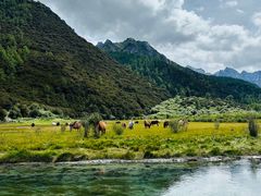 -稻城亚丁景区-冲古草甸