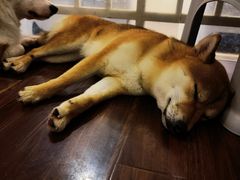 -柯斗斗主题餐厅·狗咖·围炉煮茶·茶饮(国瑞升平里店)