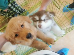 -Let's go狗咖·猫咖·奶狗·桌游(春熙路IFS店)