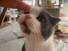 -MOYOYO猫咪咖啡店