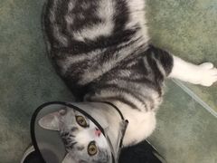 -伟伟宠物医院·CT影像中心·瑞派犬猫综合性门诊(汉口总院)