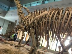 -自贡恐龙博物馆