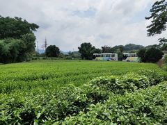 -龙坞茶村