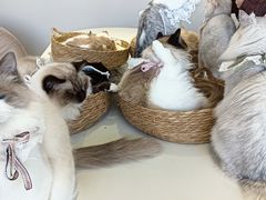 -怪兽屋·羊驼·猫咖·狗咖(俊华广场店)