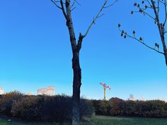 -群力丁香公园
