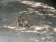 -大连森林动物园