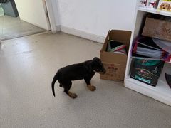 -乖乖宠物医院·猫科·骨科·24小时(云岗分院)